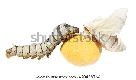 Silkworm ( Bombyx mori ) - larva or caterpillar and butterfly of Silk Moth on a cocoon. Isolated on a white background Royalty-Free Stock Photo #420438766