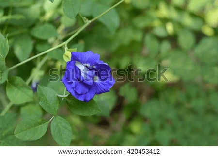 Purple pea flowers