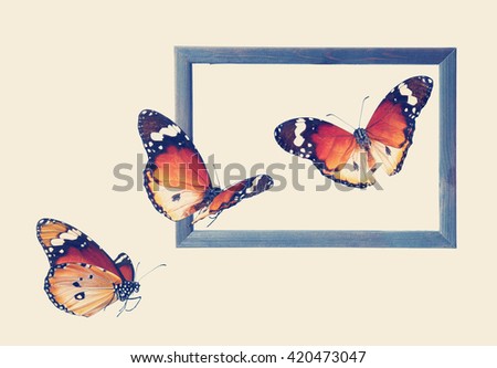 Old wood photo frame and butterflies. ( Butterflies of Danaus chrysippus (Plain tiger or African monarch). Wildlife art composition. Toned colors vintage image 