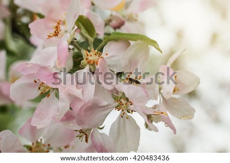 Closeup of blooming apple twig covered by water drops. Flowers of apple with water drops. Beautiful spring apple-tree flowers background,Soft focus.                              