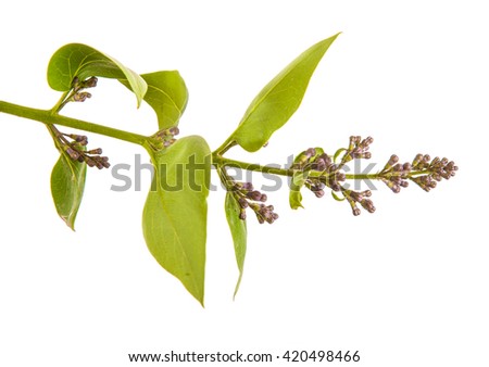 branch with unblown lilac isolated on white background