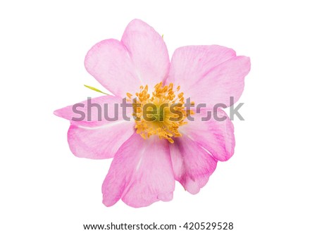 wild rose flower isolated on white background Royalty-Free Stock Photo #420529528