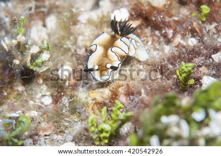 Sea Slug _ Glossodoris atromarginata