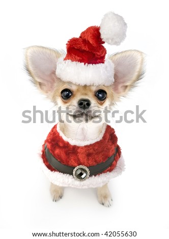 Christmas chihuahua puppy with Santa costume isolated on white background