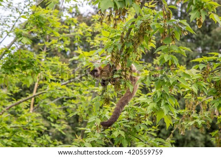 Cute young monkey is hiding in a tree.