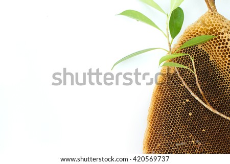 Honeycomb on the white background