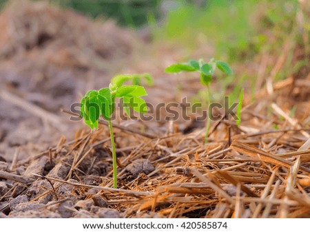 a picture of close up green young sprout growing out from soil