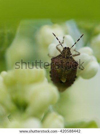Bedbug in green blurry natural background on spring time, vivid nature, macro photography, wild nature. Bedbug sits on a blade of grass. Insecta /Hemiptera /Pyrrhocoridae /Pyrrhocoris apterus

