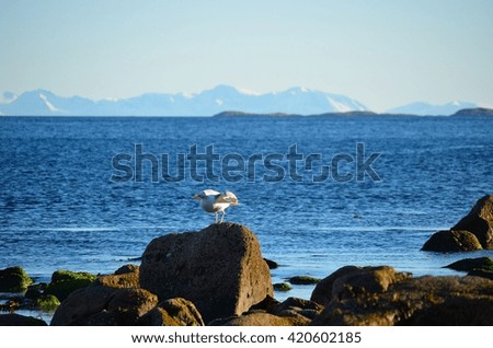 Seagull flying off on shore rock with mighty snow covered mountain range and ocean in the background