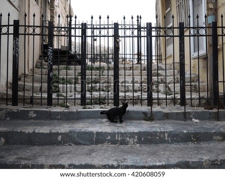 black cat in front of a metal gate