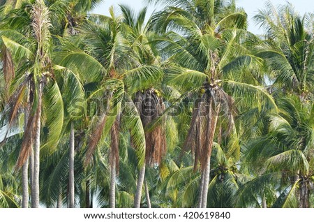 The Coconut palm trees
