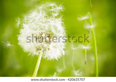 Withered dandelion close range on a green background.