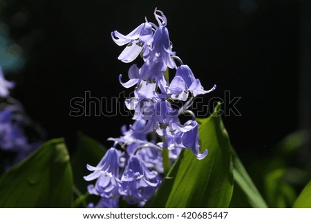 Purple Flowers  Alt 2