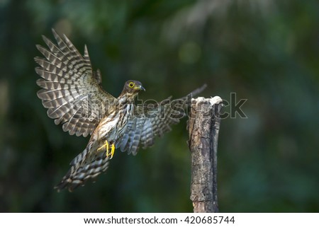 Hodgson's Hawk Cuckoo
