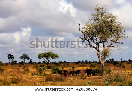 Landscape. Kruger National park.  Wild nature. Safari. Wild animals herd. Autumn in South Africa. Artistic retouching. Royalty-Free Stock Photo #420688894
