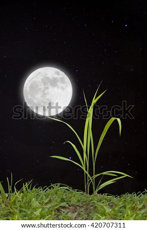 Full moon with stars over grass.