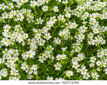 Beautiful floral background of blooming dasies and green grass