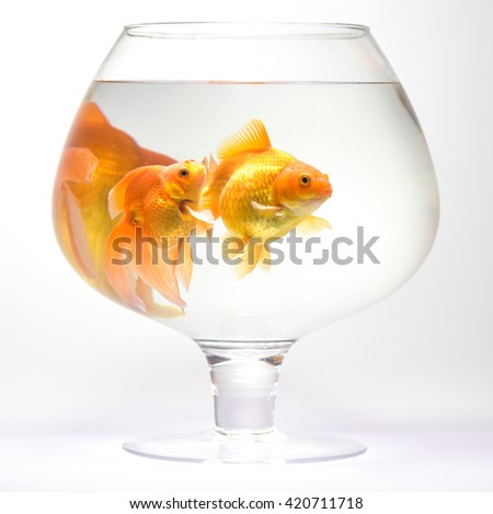Goldfish in aquarium isolated on white background