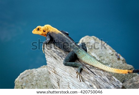 Agama lizard with blue water in the background. Amazing reptiles. Exotic colors of african animals. Agama lizard is widespread across Africa. Wonderful African wildlife. 