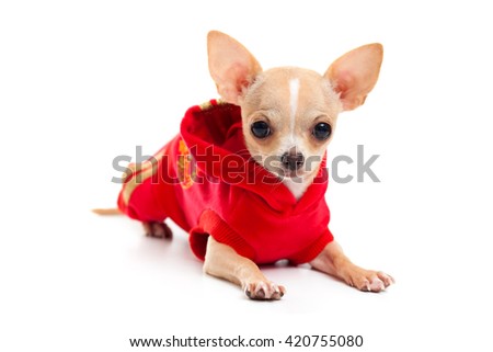 Chihuahua in a red suit