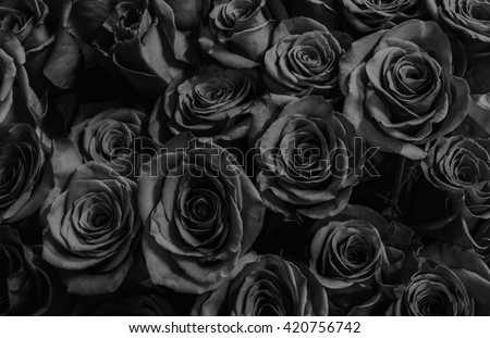 Natura roses background. greeting card with a luxury roses. Royalty-Free Stock Photo #420756742