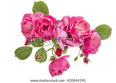 Flowering branch of pink wild rose flowers isolated on white Royalty-Free Stock Photo #420844390