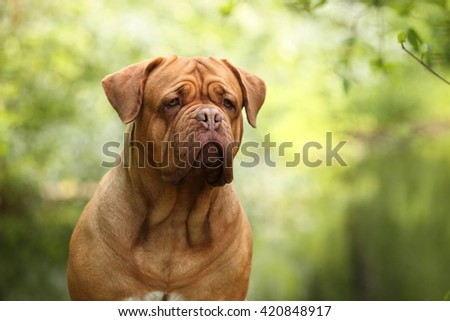 Dogue de Bordeaux dog outdoors, portrait Royalty-Free Stock Photo #420848917
