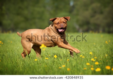 Dogue de Bordeaux dog runs on the grass Royalty-Free Stock Photo #420848935