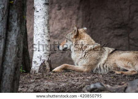 Portrait of a beautiful ginger wolf lying on the ground