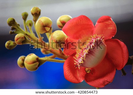 Flowers in Asia