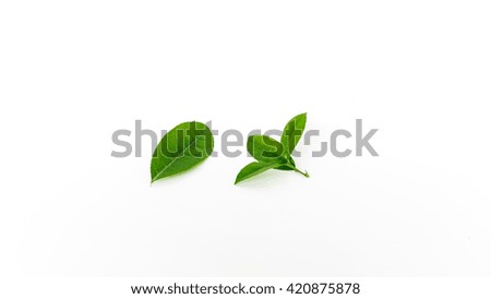 Close-up view collection of fresh green lemon leaves and branches isolated on white background. Its freshly picked from home growth organic garden. Food concept.