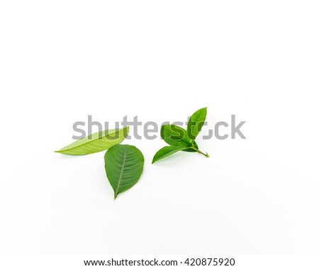 Close-up view collection of fresh green lemon leaves and branches isolated on white background. Its freshly picked from home growth organic garden. Food concept.