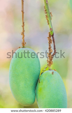 ant on mango tree