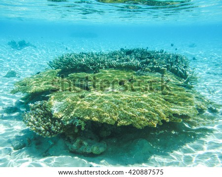 Underwater view with wonderful and beautiful corals and tropical fish at Maldives