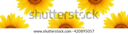  Sunflower flowers on a white background. Flat lay style. Cover web panorama. 