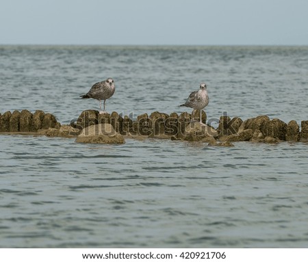 Birds on the sea coast