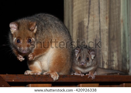 Ringtail Possum, mother and baby