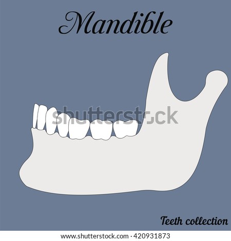 mandible - bite, closure of teeth - incisor, canine, premolar, molar upper and lower jaw. Vector illustration for print or design of the dental clinic
