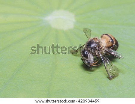 Dead Bee on Green Lotus Flower Leaf Background 