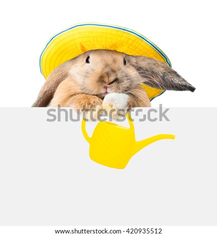 Bunny with hat and watering can and looking over a signboard. Isolated on white background