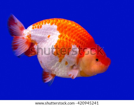 Goldfish on a blue background.