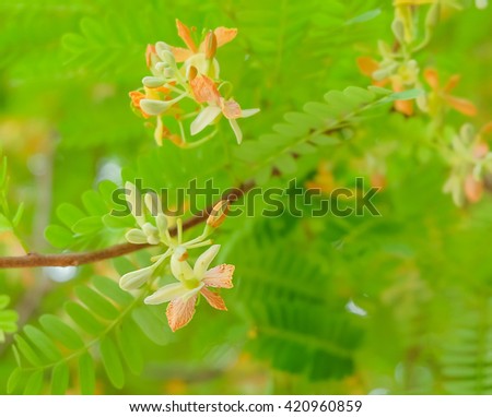 a selective focus picture of tamarind flowers on tree and green leaves background
