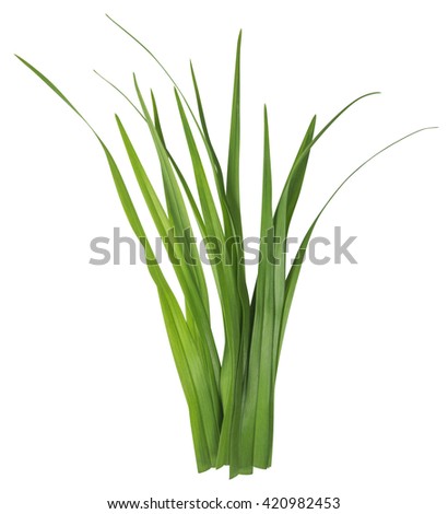 Blade of grass isolated on white background. Clipping Path included for your design. Royalty-Free Stock Photo #420982453