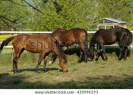 horse walks on a green pasture