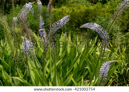 scilla natalensis bed of flowers Royalty-Free Stock Photo #421002754