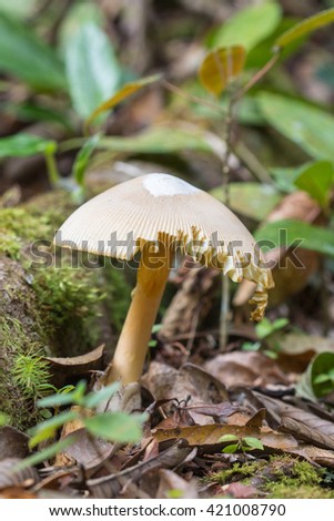 single mushrooms toadstools , wild forest fungi , Small fungi , Single Fungi