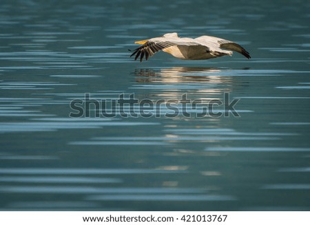 White Pelican at Kerkini Lake in Greece