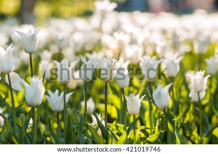 Amazing spring floral background, white tulip flowers