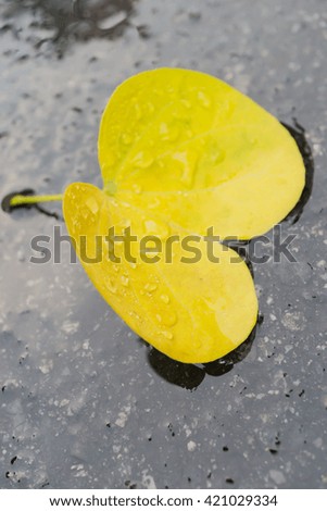 Picture of close up yellow leaf with drop of water. Nature view for using as background or wallpaper.