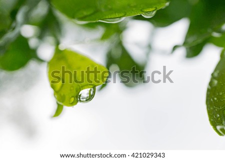 Picture of close up drop of water on green leaf. Green nature view for using as background or wallpaper.